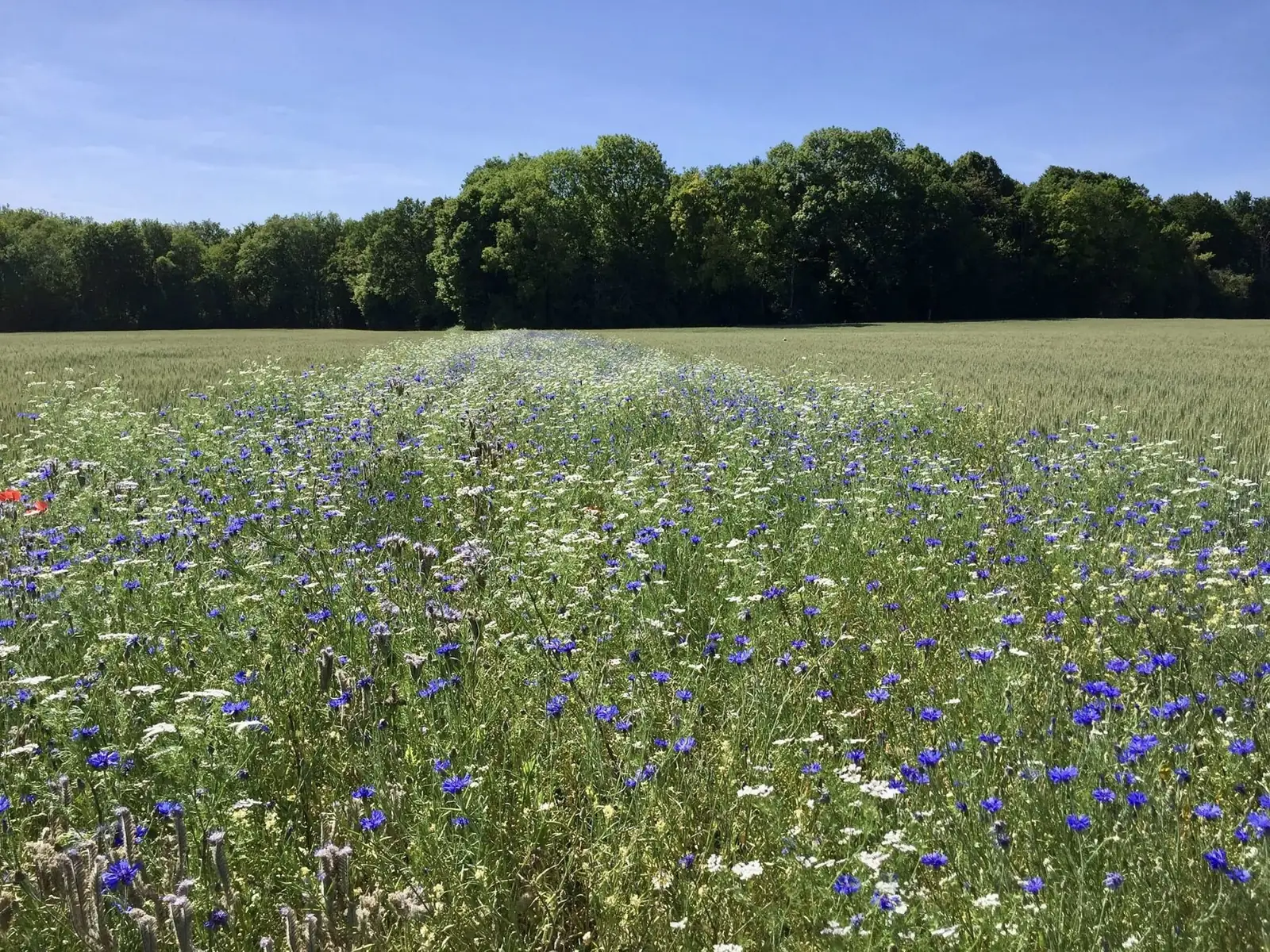 Bande fleurie en bord de culture