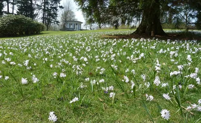 Bulbes naturalisés revenus plusieurs années après la plantation