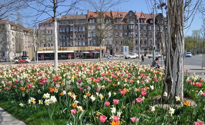 Bulbes de printemps plantés sous gazon