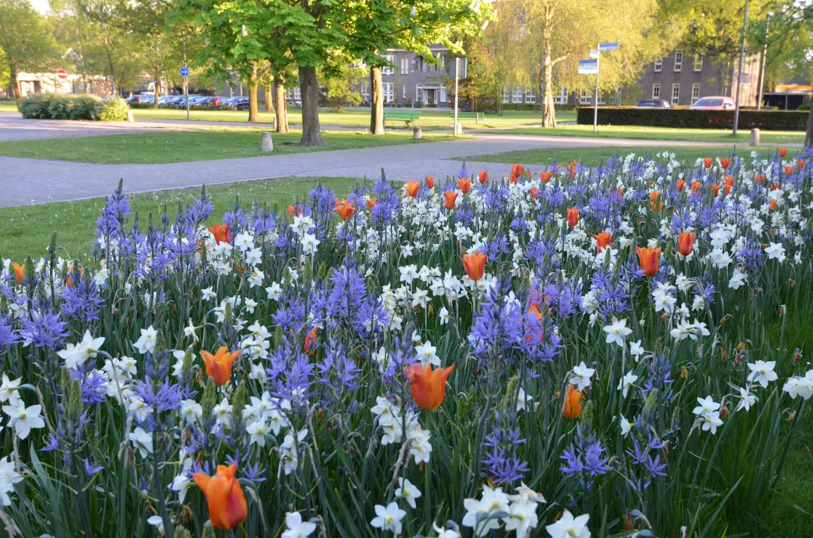 Camassias et narcisses au crépuscule