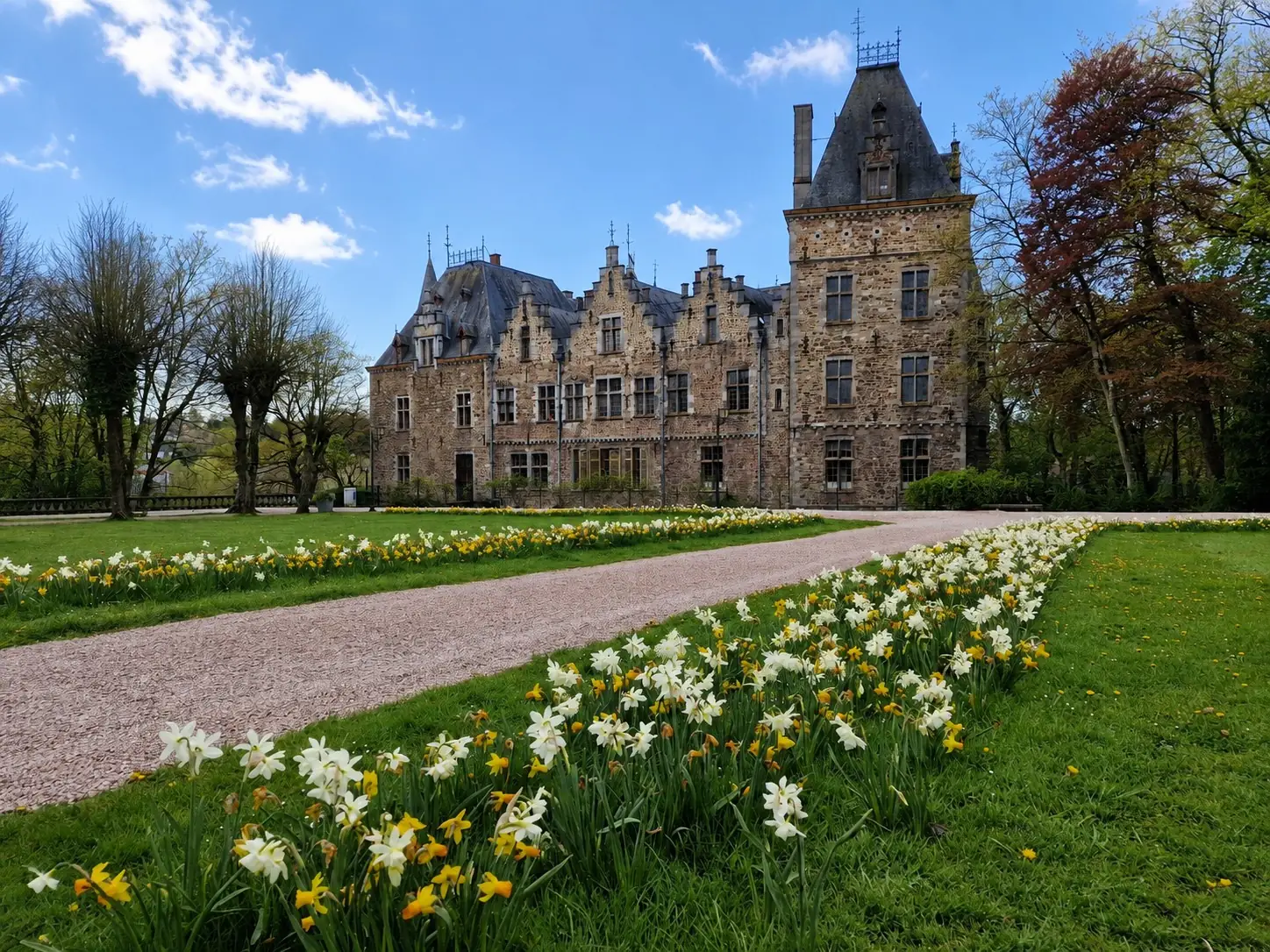 Narcisses naturalisés au printemps