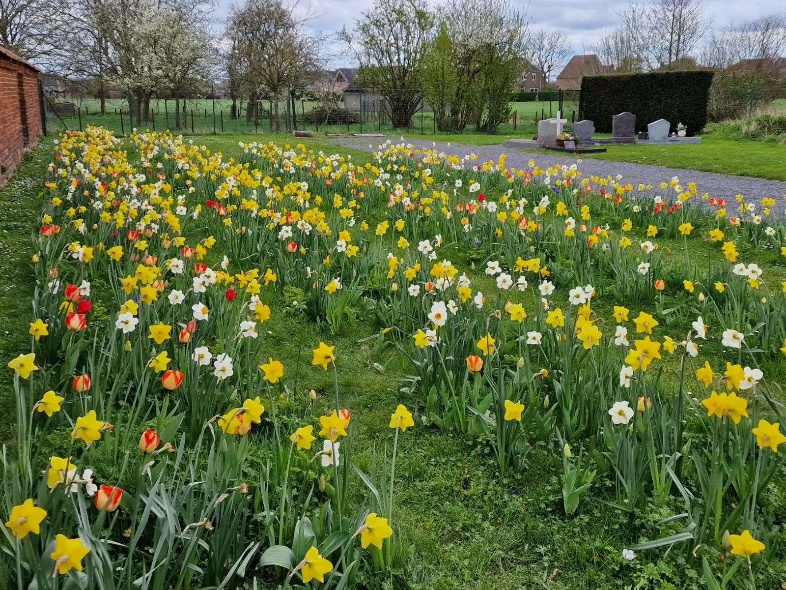 Massif de narcisses et tulipes en fleur au pied du mur du cimetière de Celles