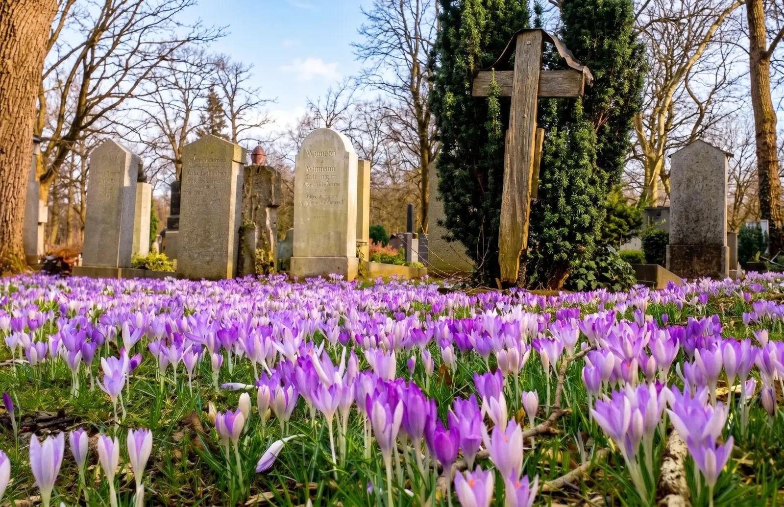 Tapis de crocus violets en fleur entre les pierres tombales d&rsquo;un cimetière