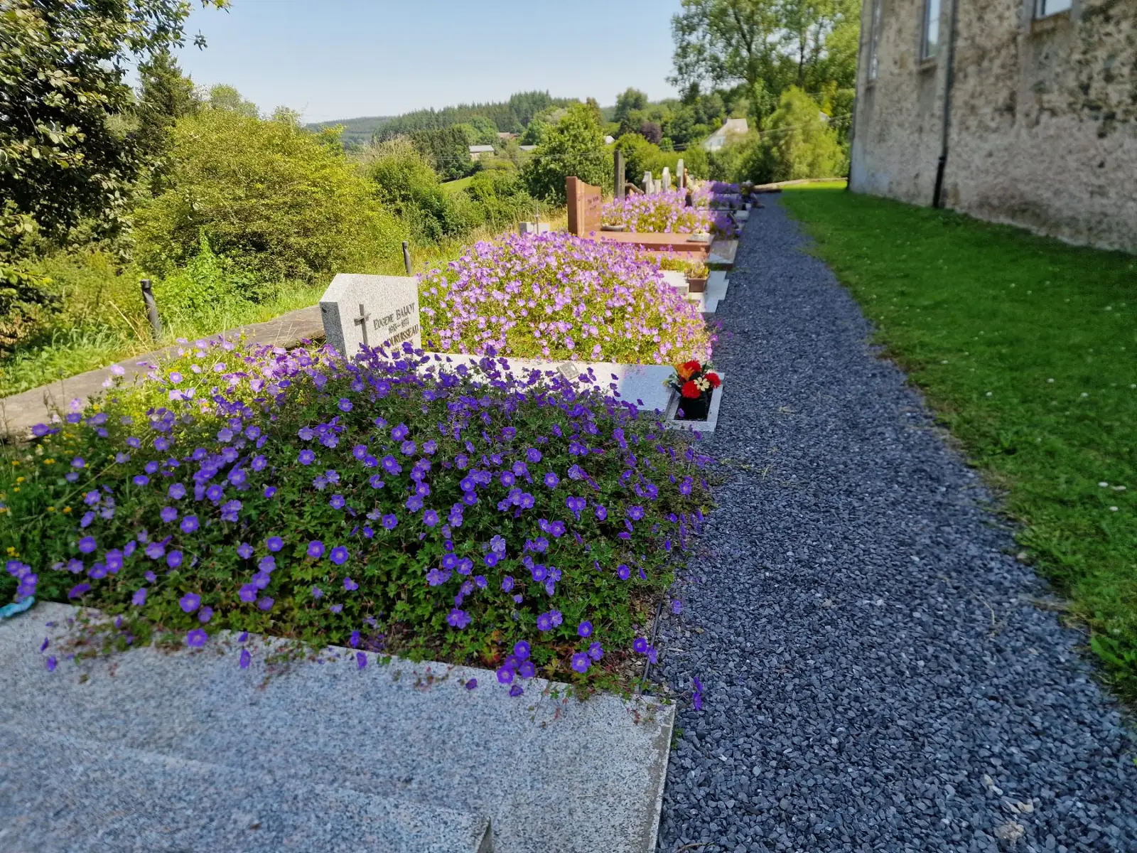 Géraniums vivaces violets couvrant entièrement des pierres tombales le long d'une allée gravillonnée