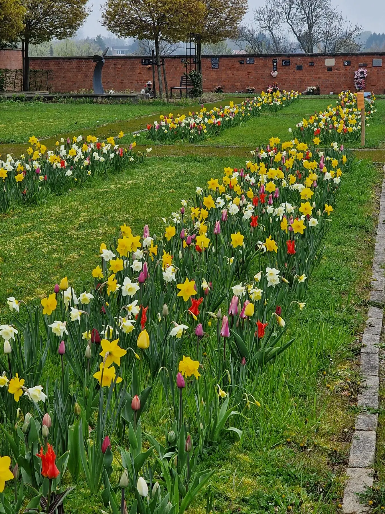 Bandes de narcisses et tulipes plantées en lignes dans le gazon du cimetière d'Oreye