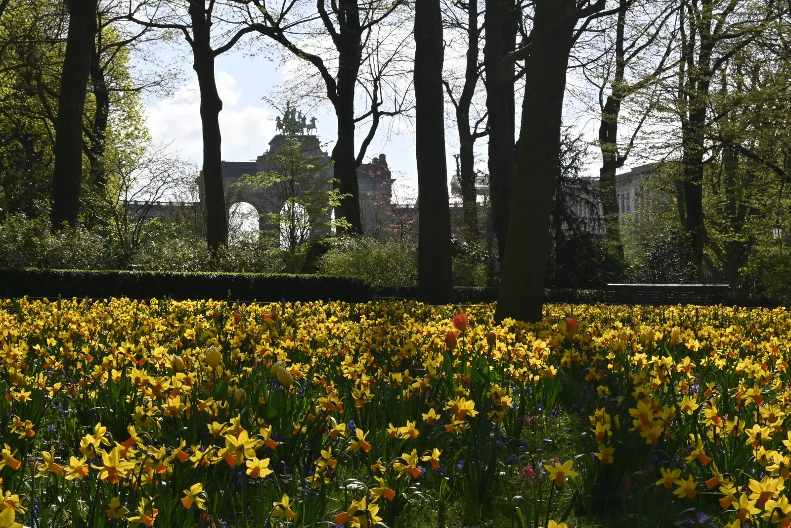 Narcissen in tegenlicht voor de arcade van het Jubelpark