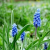 hyacinth-2220098_1920