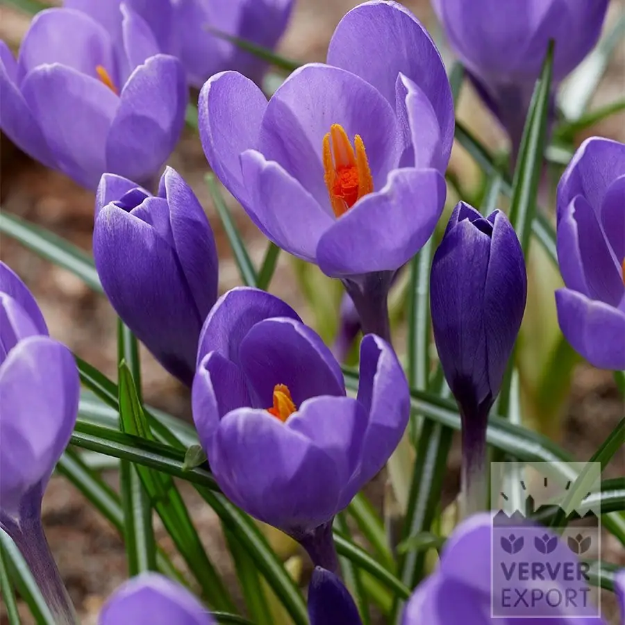 Crocus &lsquo;Aqua&rsquo;