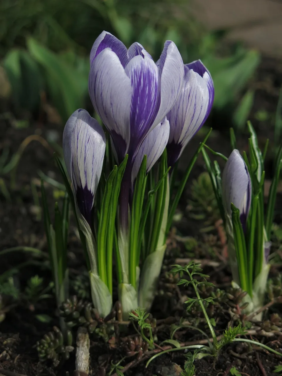 Crocus en fleur au printemps