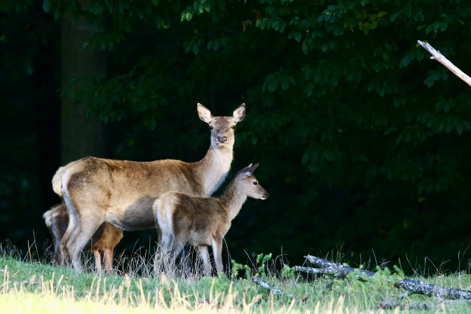 Culture à gibier spécial chevreuil