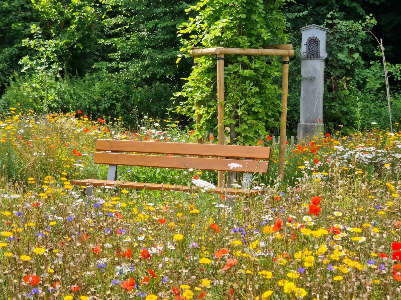Prairie fleurie de coquelicots et de marguerites dans un parc