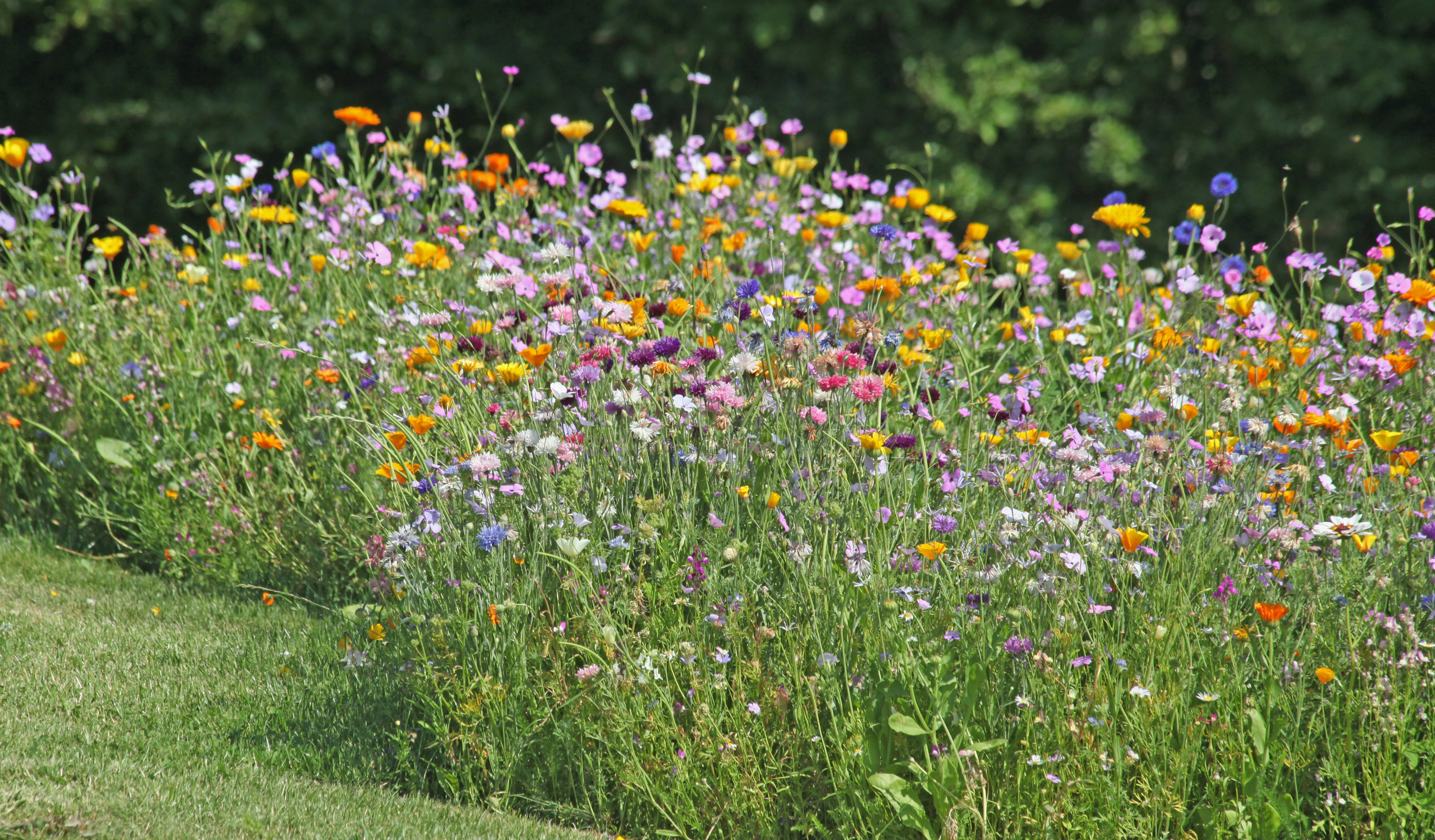 Une prairie sauvage fleurie: c'est maintenant