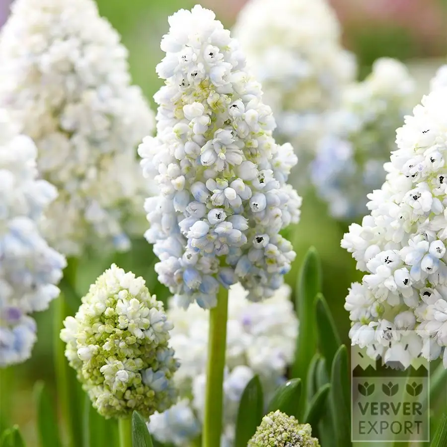 Muscari &lsquo;Nature&rsquo;s Beauty&rsquo;