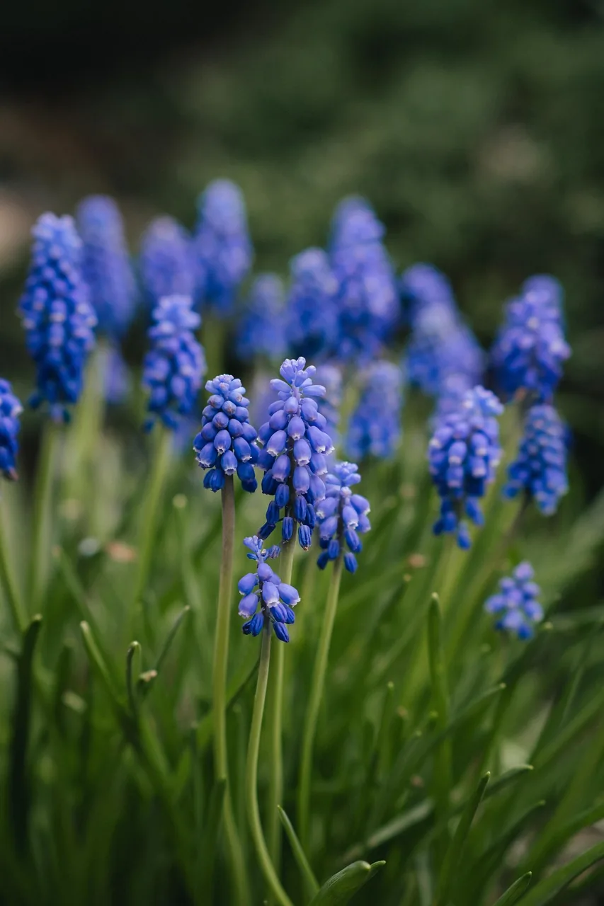 Muscaris bleus en fleur