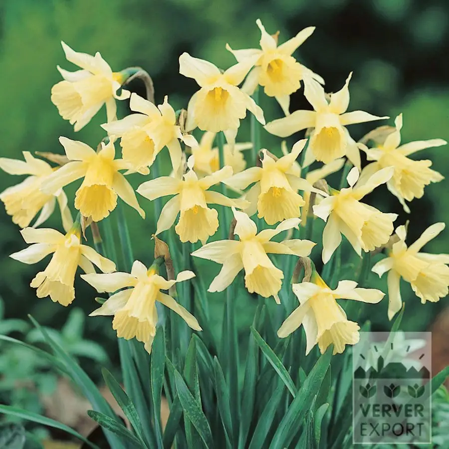 Narcisse &lsquo;W.P. Milner&rsquo;