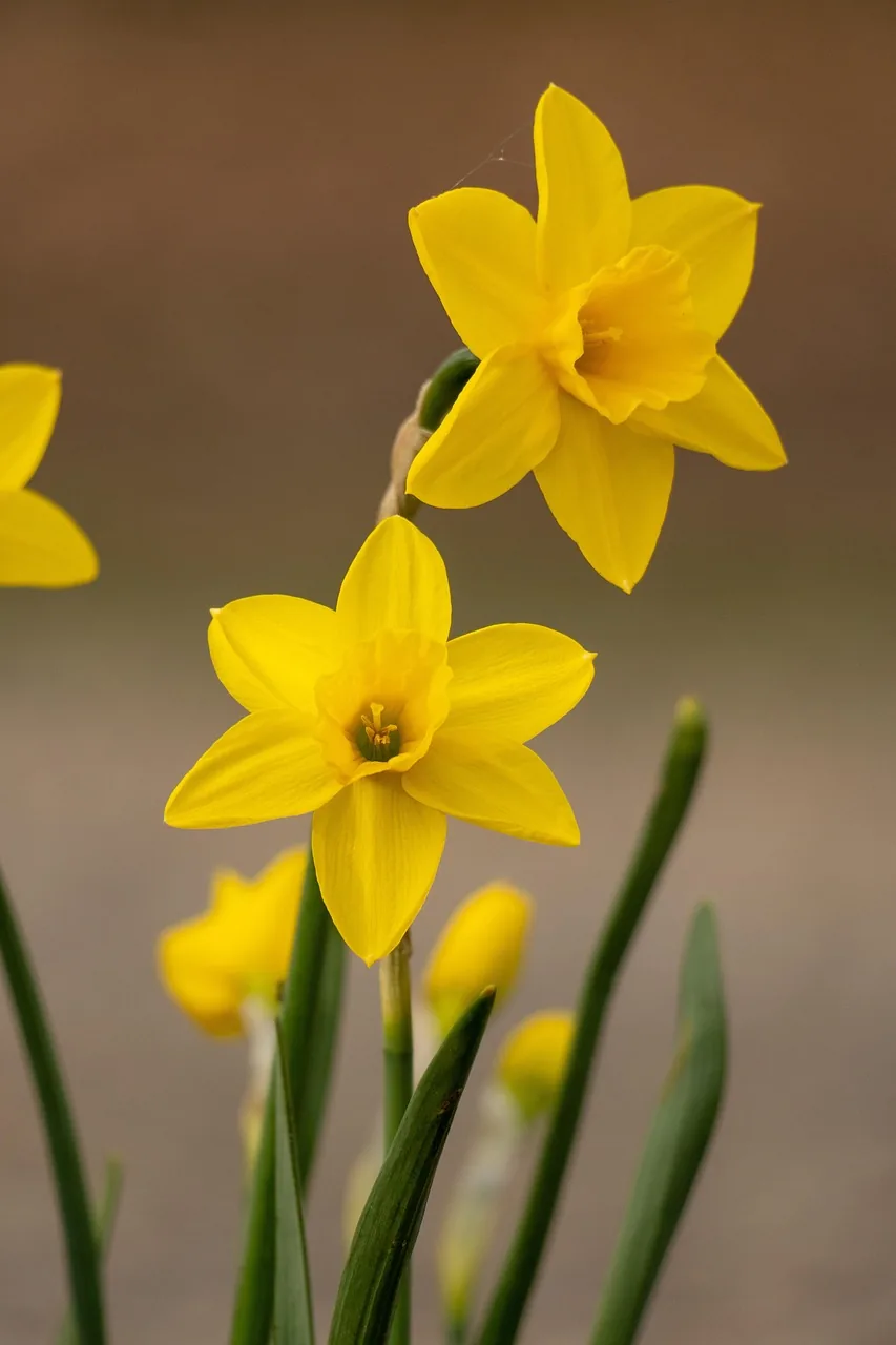 Narcisses jaunes en fleur
