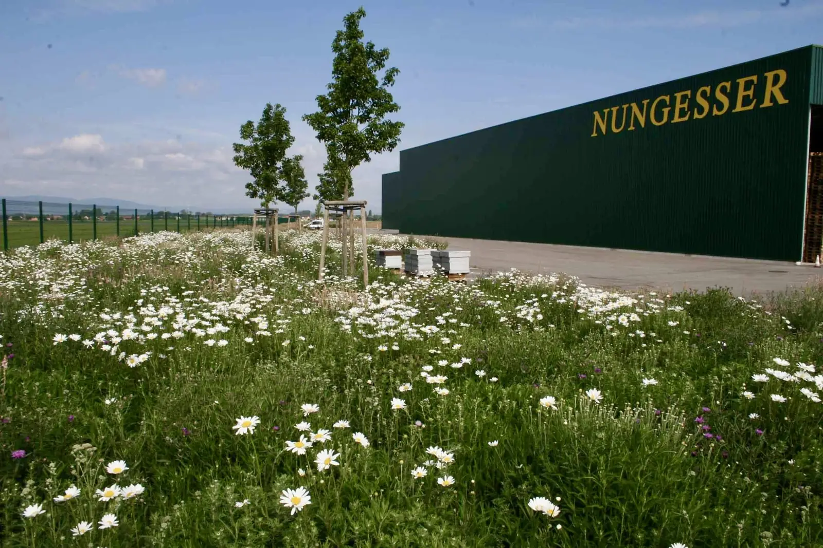 Prairie fleurie devant les installations du semencier Nüngesser