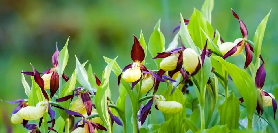 Orchidée sauvage indigène en fleur