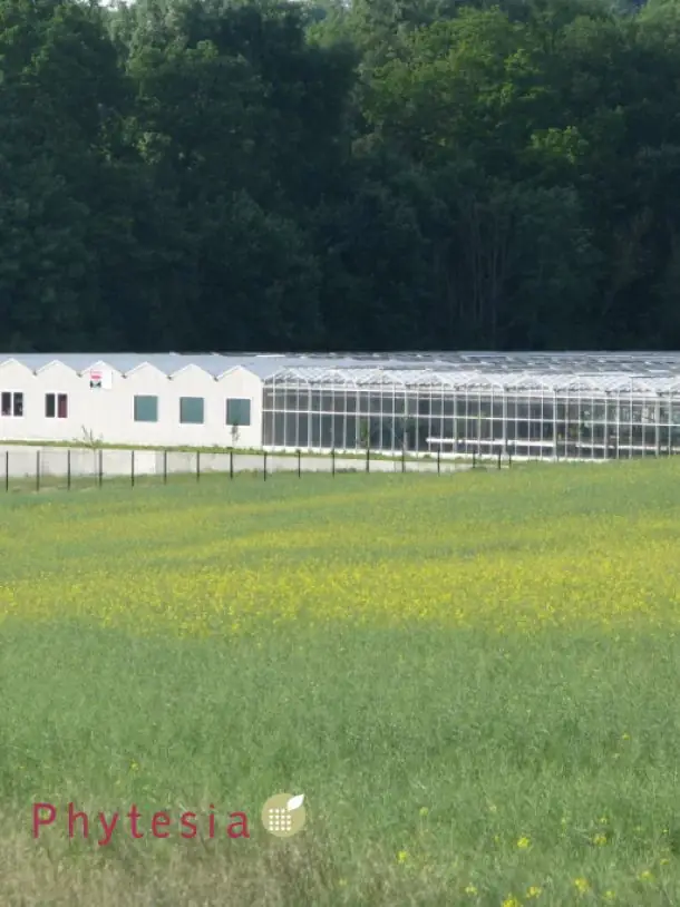 Orchidées sauvages produites par Phytesia