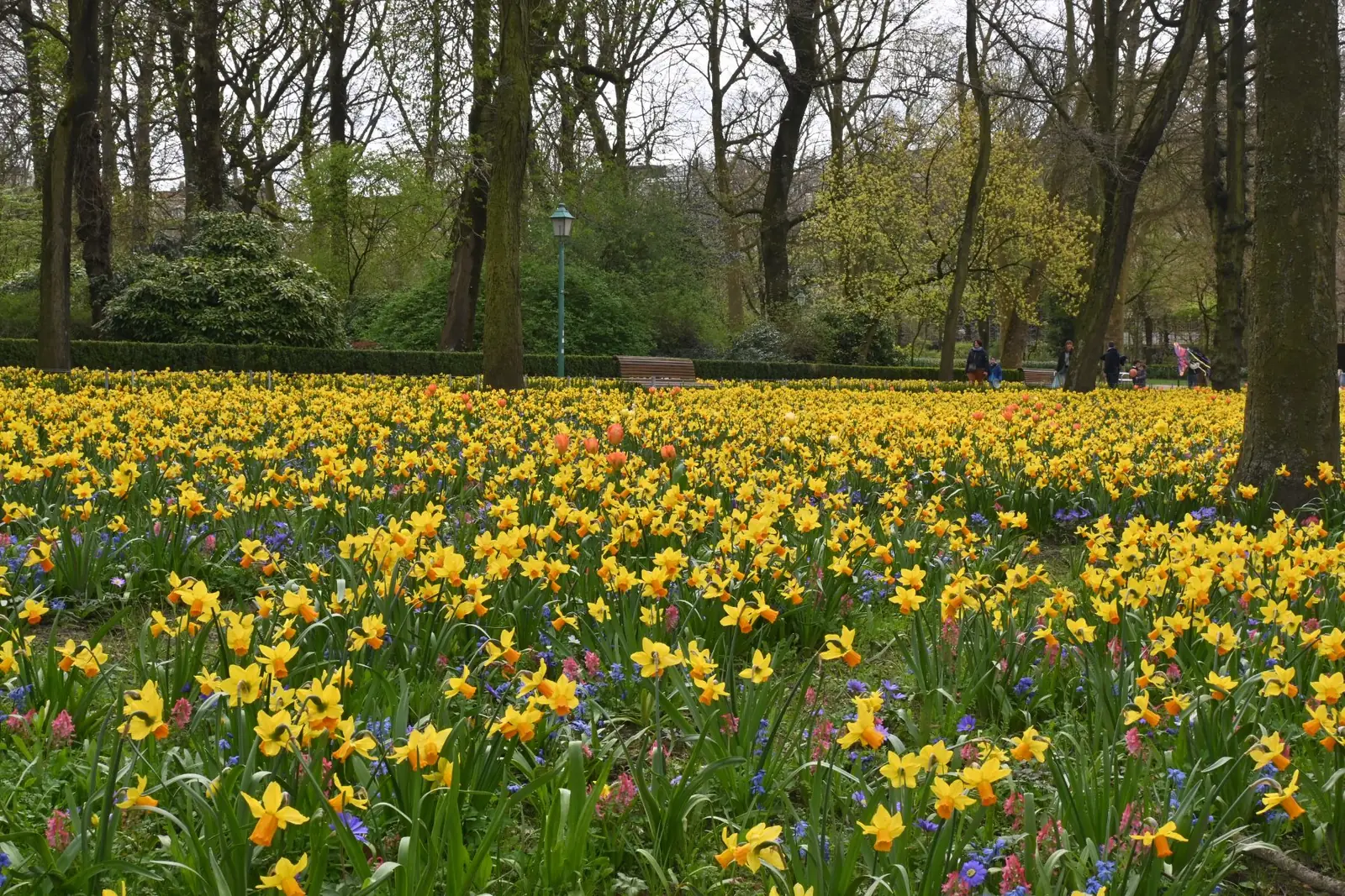 Nappe de narcisses naturalisés en pelouse de parc