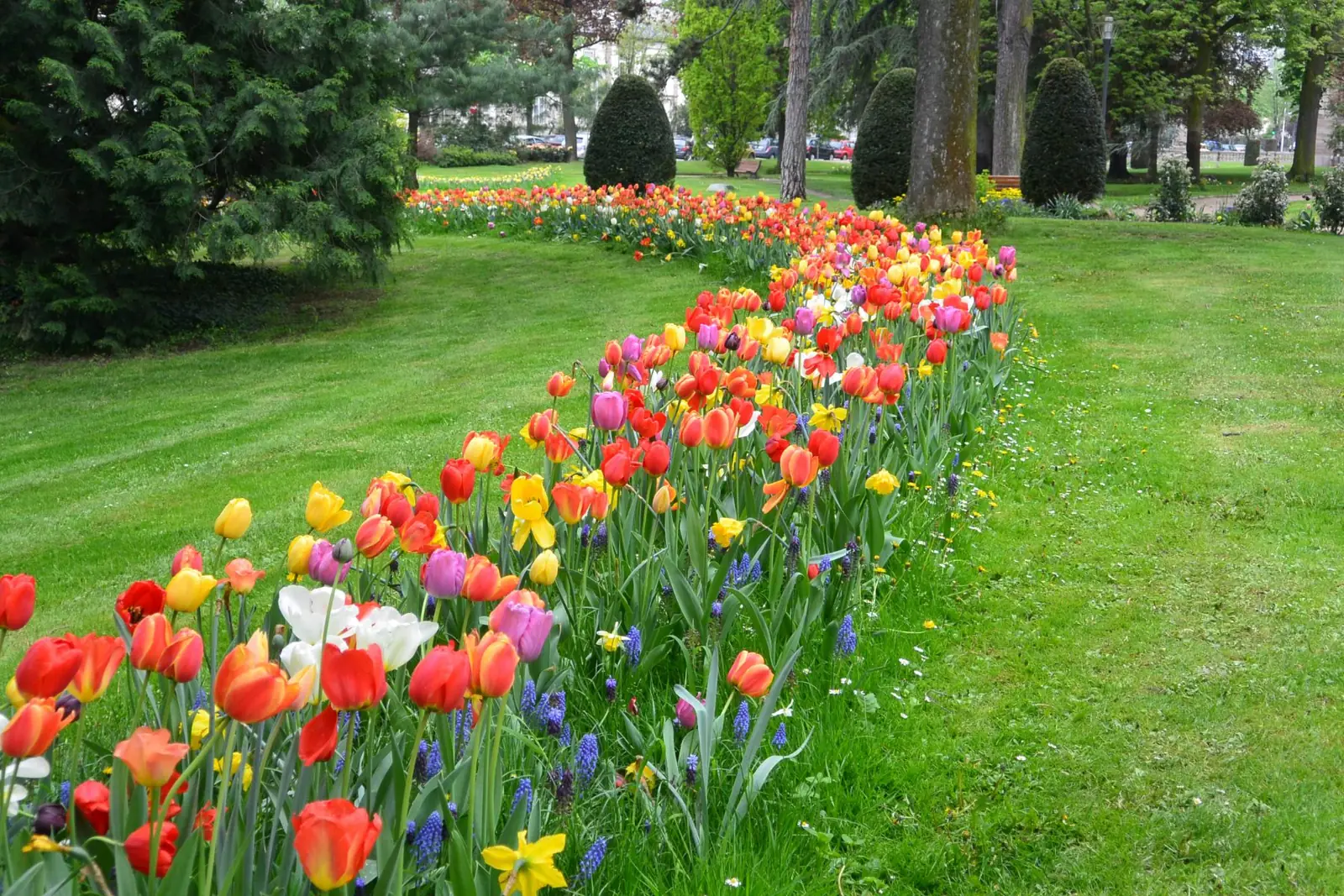 Ruban de fleurs tracé dans une pelouse de parc