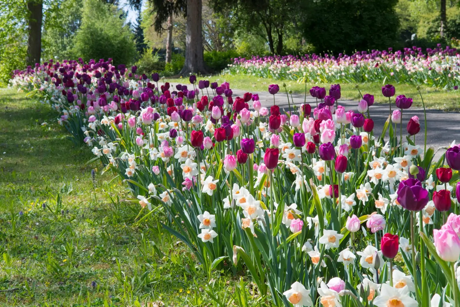 Ruban de tulipes roses planté en pelouse