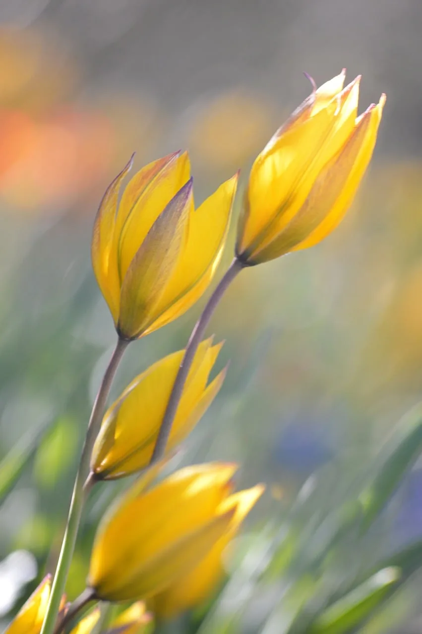 Tulipes botaniques jaunes en fleur