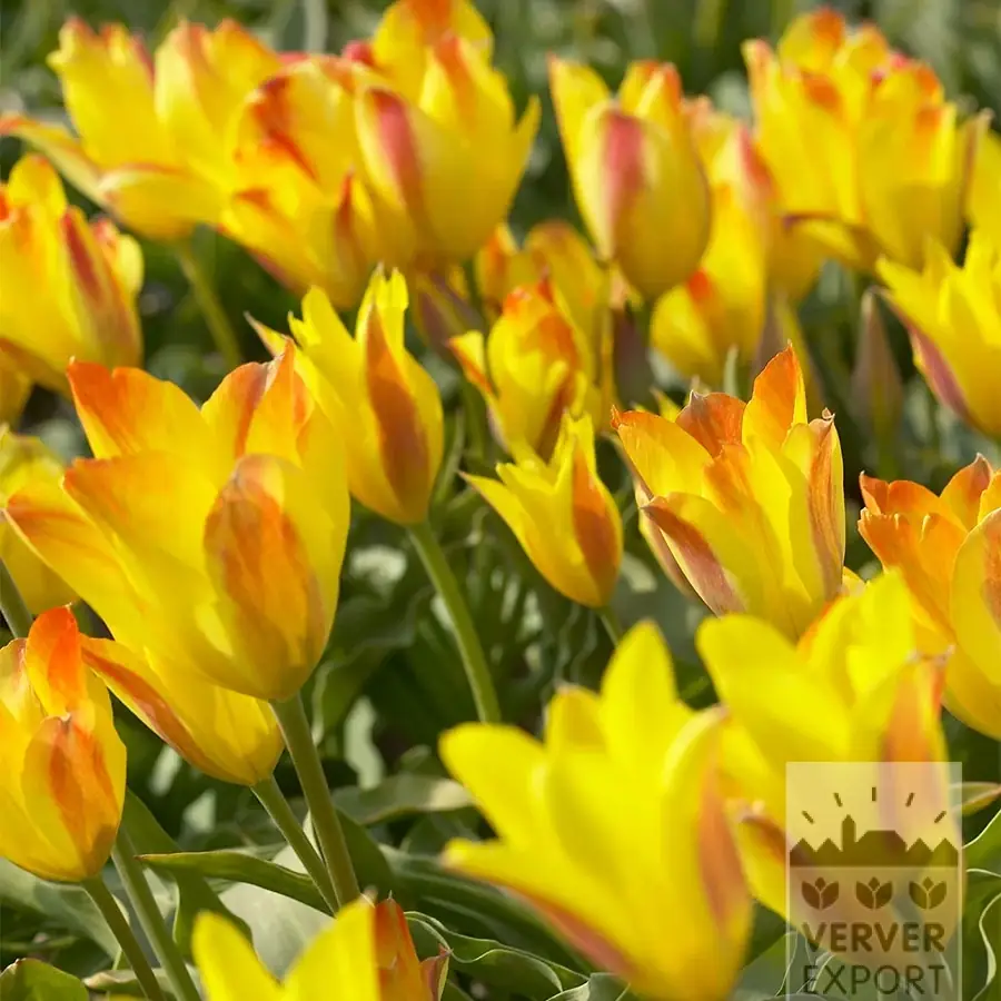 Tulipe botanique kolpakowskiana