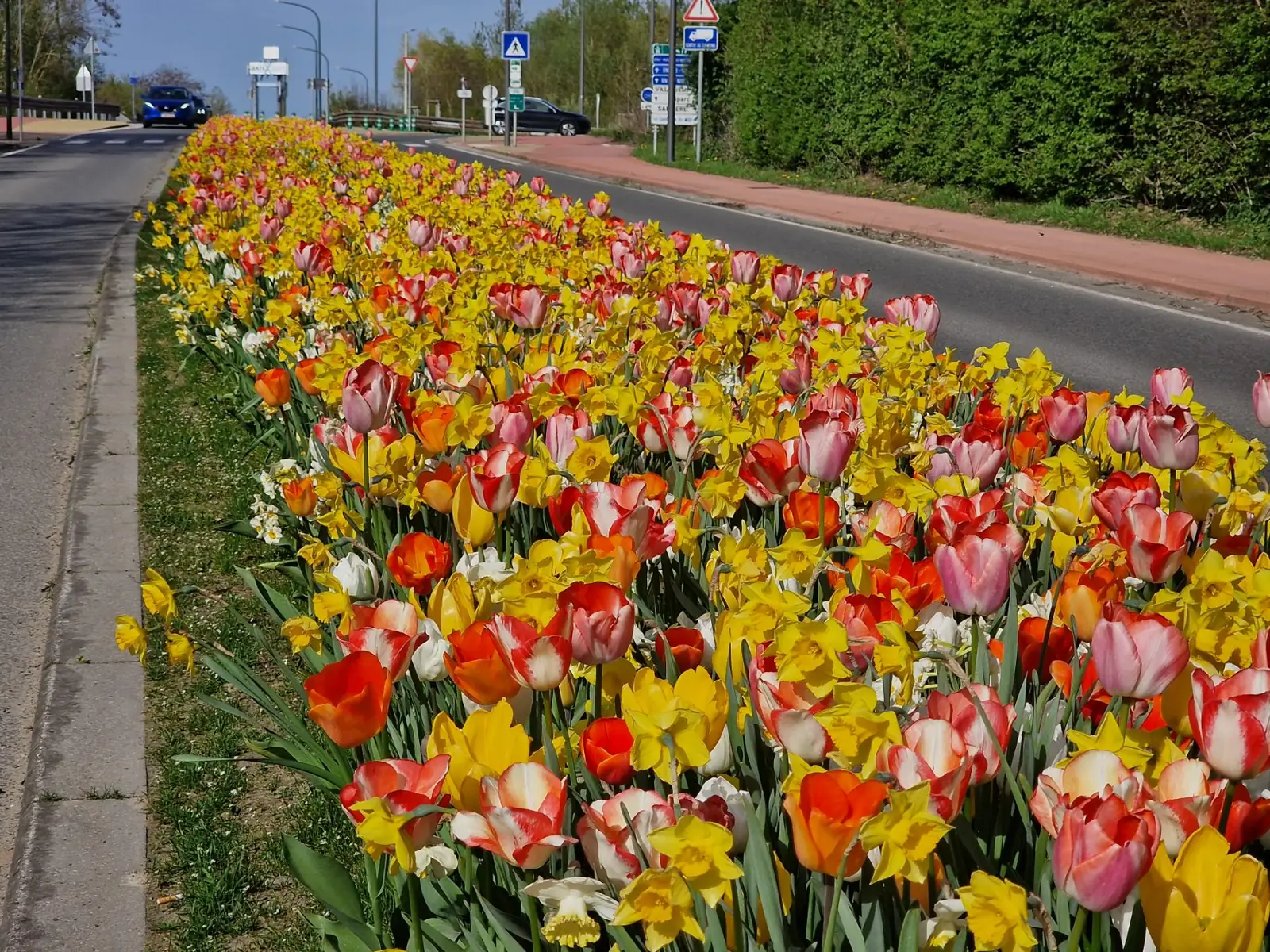 Plantation de tulipes en voirie